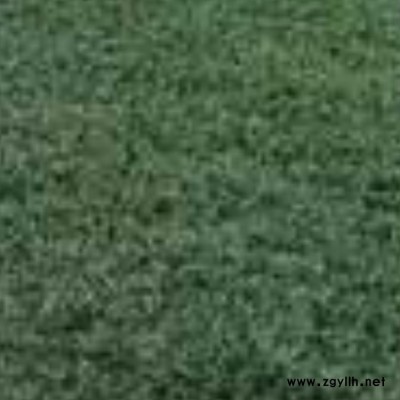 福建結縷草栽植密度 陜西結縷草幾年需要分栽 李斌麥冬草