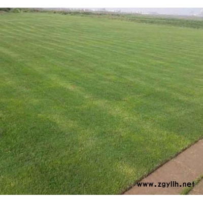 景洪馬尼拉草坪-馬尼拉草坪種植基地-安寧銘巖草坪(推薦商家)