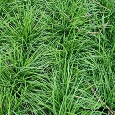 道路綠化矮葉麥冬草種植基地 李斌麥冬草 矮葉麥冬草圖片