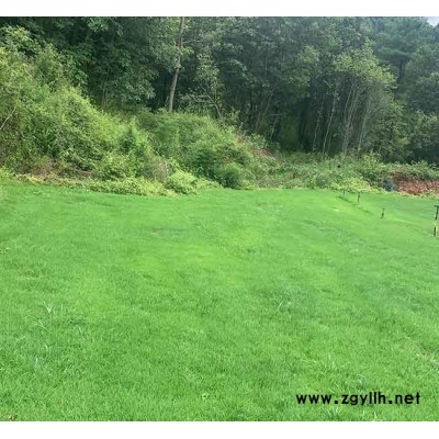 剪股穎批發(fā)-剪股穎-安寧銘巖草坪價格