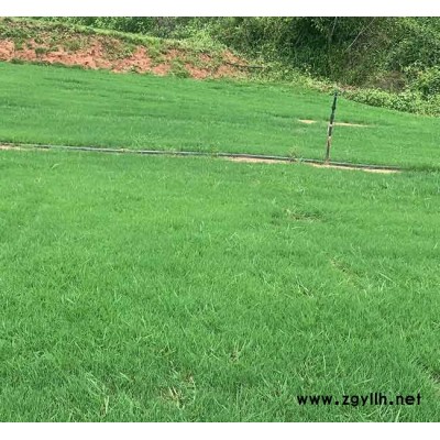 剪股穎草坪-安寧銘巖草坪基地-剪股穎草坪出售