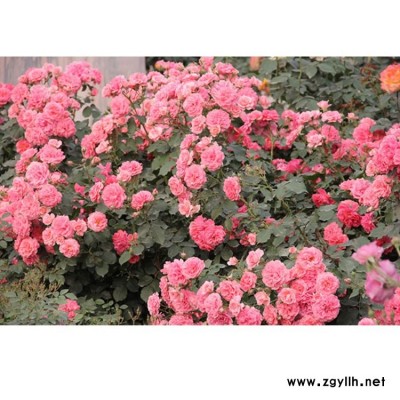 盆花月季祼根苗批發(fā) 月季基地 基地供應盆花月季顏色