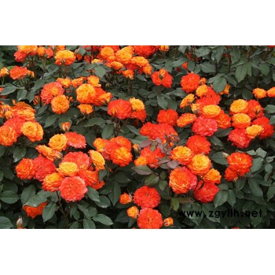 南陽豐花月季批發(fā)報價-豐花月季批發(fā)報價-月季基地供應月季苗