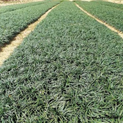 耐寒耐旱麥冬草價值 李斌麥冬草 廣東麥冬草一平方種植密度