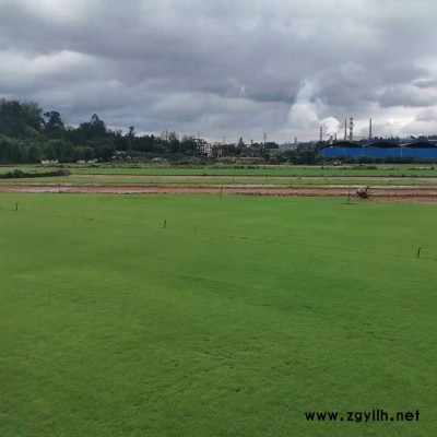 馬尼拉草坪工程-云南安寧建勇草坪報價-畢節(jié)馬尼拉草坪