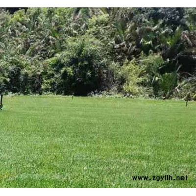 瑞麗草坪基地-草坪基地哪里有-安寧銘巖草坪(推薦商家)