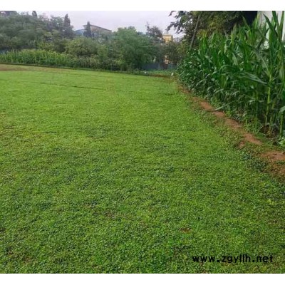 馬蹄金多少錢-德宏馬蹄金-安寧銘巖草坪基地(查看)