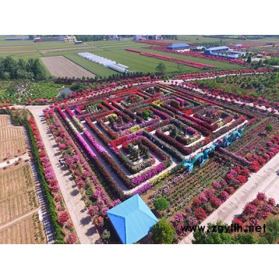 南陽月季哪家好-月季哪家好-地被月季基地(查看)