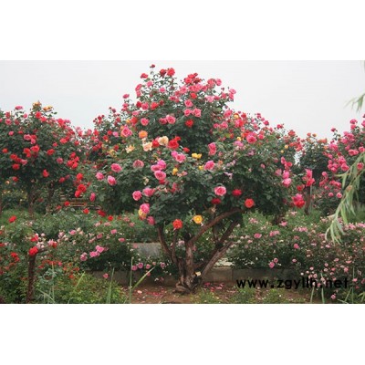 河南古狀月季具體價(jià)格是多少-祼根苗月季基地