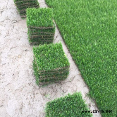 混播草坪-安寧建勇真草坪價格低-混播草坪哪家好