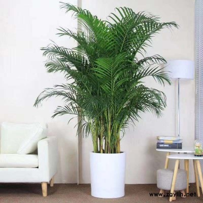 物業養護綠植-硚口綠植養護-美靜園藝綠植花卉出租