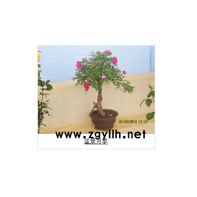 遼陽月季樹盆景擇優推薦「多圖」
