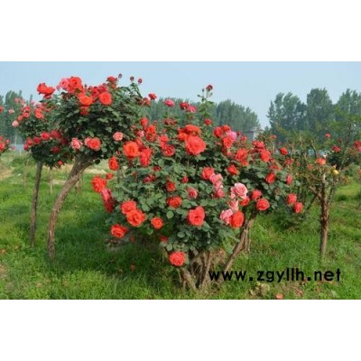 上饒哪里有古樁月季種植誠信企業推薦-山林月季