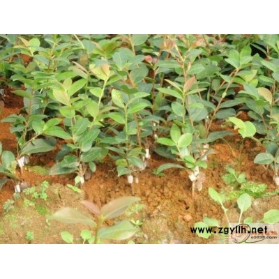 高產油茶樹苗-油茶樹苗-油茶苗圃基地油茶苗(查看)