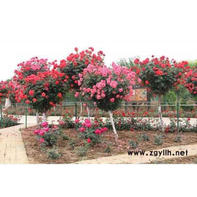 樹(shù)狀月季哪個(gè)品種好-南陽(yáng)月季基地月季品種