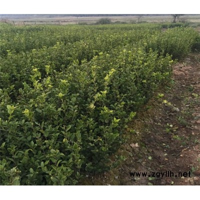 油茶樹苗-白土鎮高產油茶苗圃-油茶樹苗如何育種