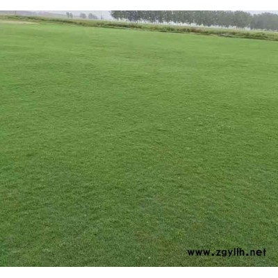 馬尼拉批發(fā)-宣威馬尼拉-安寧銘巖草坪種植園