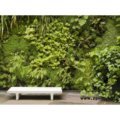 武漢室內綠植電話-雅淳花卉