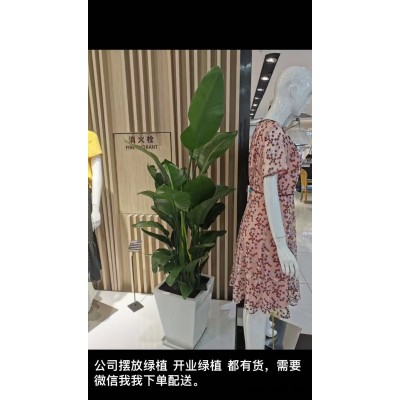 武漢植物出租-美靜園藝綠植花卉出租
