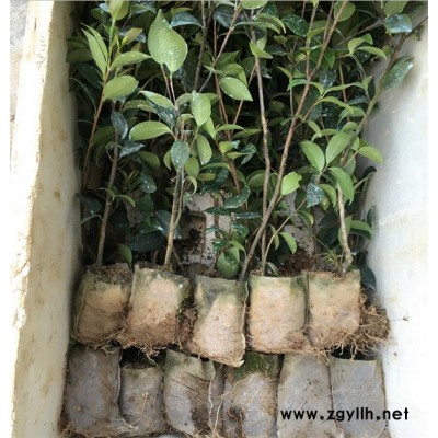 油茶樹苗-白土鎮高產油茶苗圃-油茶樹苗哪里的好