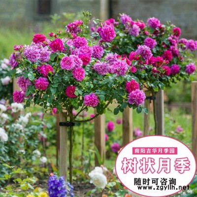 高桿盆栽月季價格-盆栽月季價格-吉華月季小苗價格(查看)