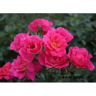 阜陽豐花月季種植-南陽豐花月季種植-豐花月季基地(查看)