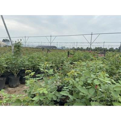 造型月季苗-祼根苗月季基地-天津月季苗