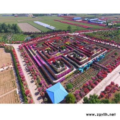 5公分藤本月季的品種 園林綠化藤本月季種植 月季基地