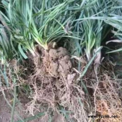 道路綠化細葉麥冬草圖片 李斌麥冬草 北京細葉麥冬草圖片