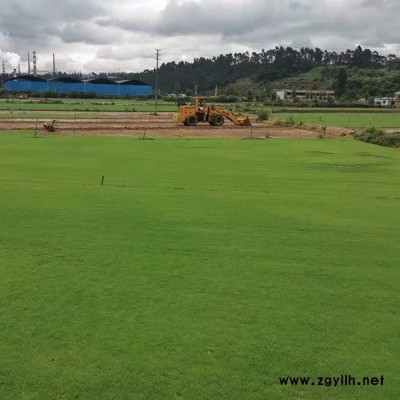 馬尼拉草坪批發(fā)-安寧建勇草坪(在線咨詢)-迪慶馬尼拉草坪