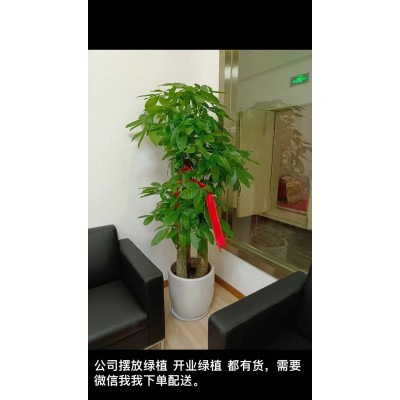 美靜園藝綠植出租設計(多圖)-武漢綠植租賃