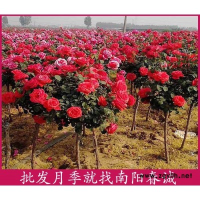 玫瑰獨(dú)桿月季樹-春誠現(xiàn)挖現(xiàn)賣-玫瑰獨(dú)桿月季樹基地