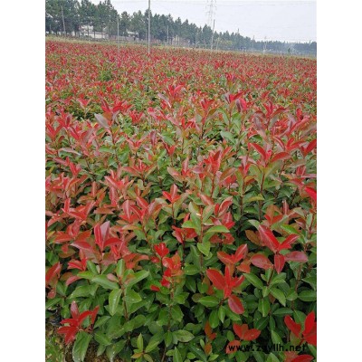 中桶紅葉石楠價格-江西中桶紅葉石楠-好彩紅葉石楠品種齊全