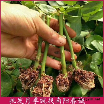 南陽春誠月季基地直銷-樹狀月季裸根苗培育基地-樹狀月季裸根苗