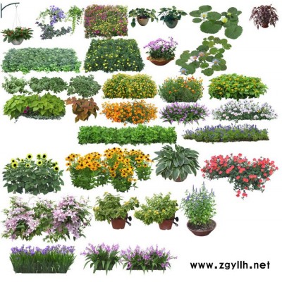 哪里有綠植出租-雅淳花卉(在線咨詢)