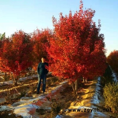 滄州叢生紅楓種植技術(shù)-泰安東楓園林基地直銷(xiāo)