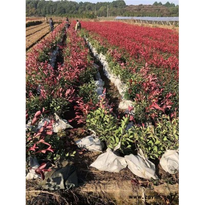紅葉石楠小杯基地-紅葉石楠小杯-金華好彩苗木基地直發(查看)