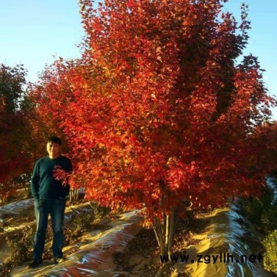 叢生紅點(diǎn)紅楓-東楓園林(在線(xiàn)咨詢(xún))-蕪湖叢生紅點(diǎn)紅楓