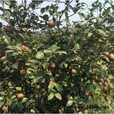 黔南油茶樹苗-白土鎮高產油茶苗圃-油茶樹苗報價
