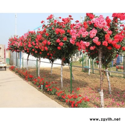 河南古樁月季 古樁月季零售價格 南陽古樁月季零售價格