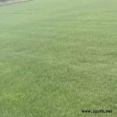 混播草費用-混播草-云南建勇混播草坪基地