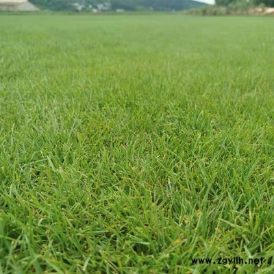 嵩明混播黑麥草草坪-昆明建勇混播草坪批發(fā)-混播黑麥草草坪基地