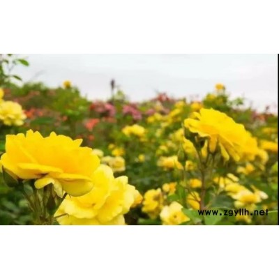 購買大花月季花-天津大花月季花-祼根苗月季基地(查看)