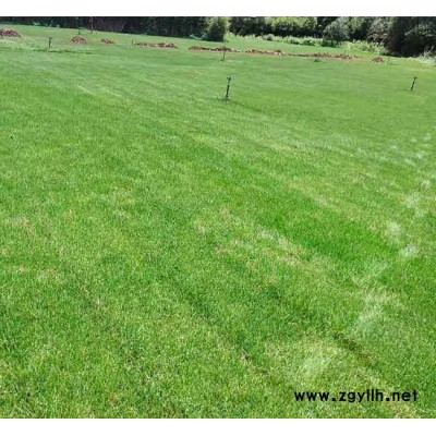 帶土草坪-安寧銘巖草坪基地-帶土草坪報價