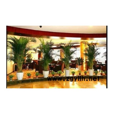 綠植的養護方法