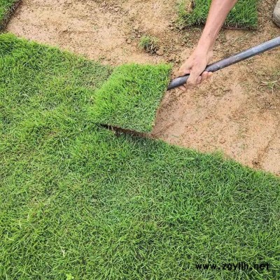 建勇真草坪基地質量好(圖)-真草坪哪里有-文山真草坪