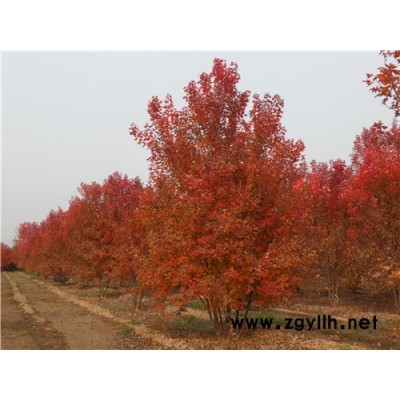 叢生紅點紅楓養(yǎng)殖方法-叢生紅點紅楓-金楓綠化