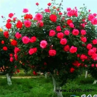 盆景古樁月季小苗養護-山林月季-石家莊古樁月季小苗養護