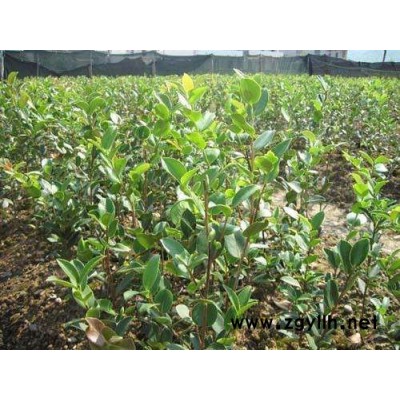 自貢油茶樹苗-油茶樹苗多少錢一顆-油茶苗圃基地(推薦商家)