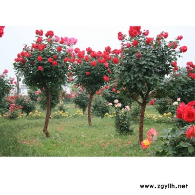 河南樹狀月季祼根苗 河南樹狀月季價格 月季基地